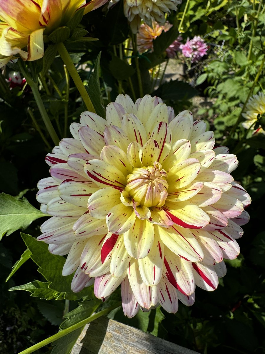 gazsplot's tweet photo. #Dahlia #DahliaLove #dahlias #DailyDahlia #Flowers #blooms #Allotment #gardening #GardeningTwitter #GardenersWorld https://t.co/bnxHdirk9B