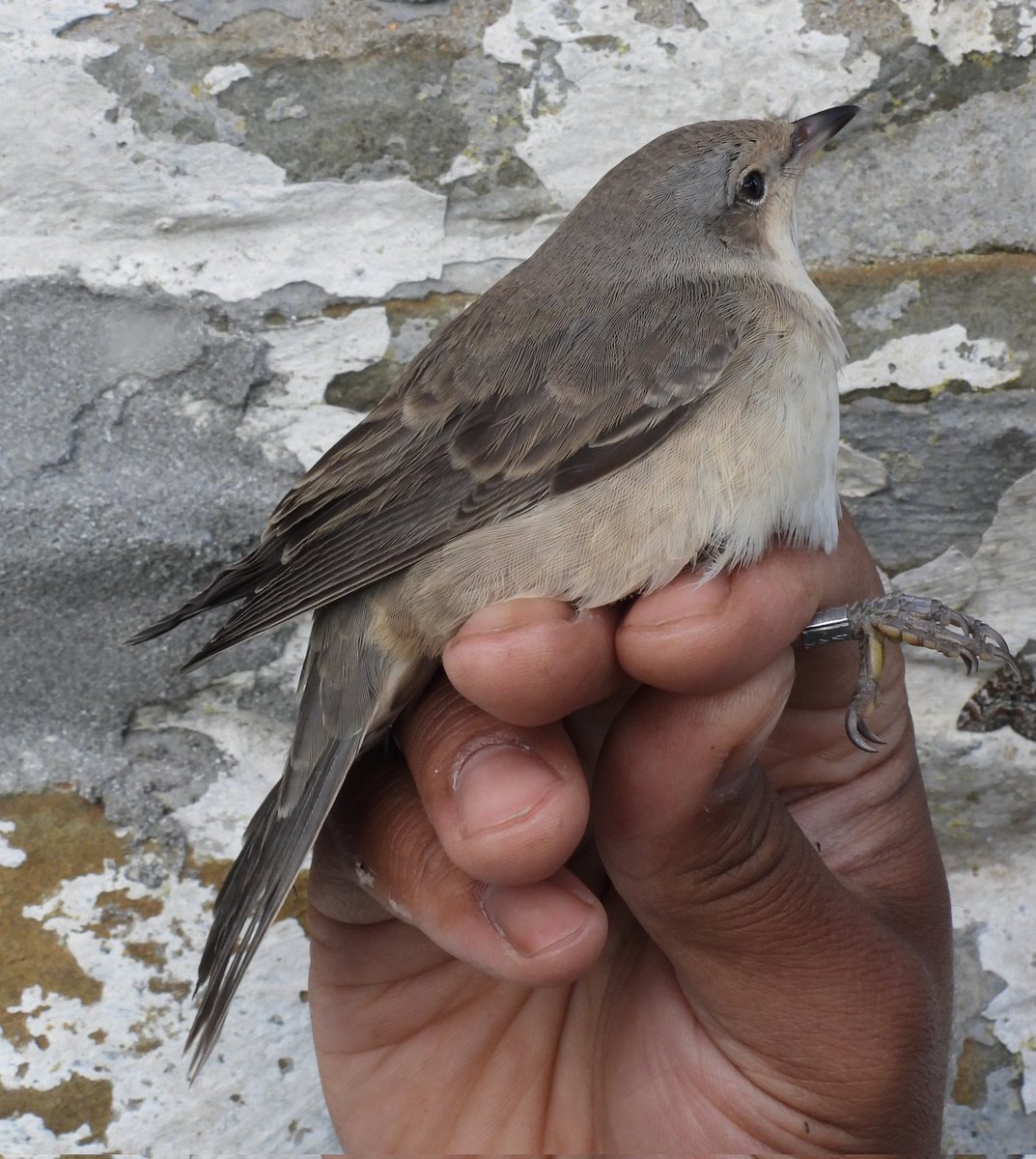 Gareth Clements tweet media