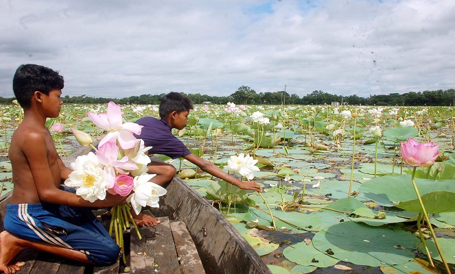 কাইনহা পদ্মবিলের সৌন্দর্যে দর্শনার্থীর ঢল
