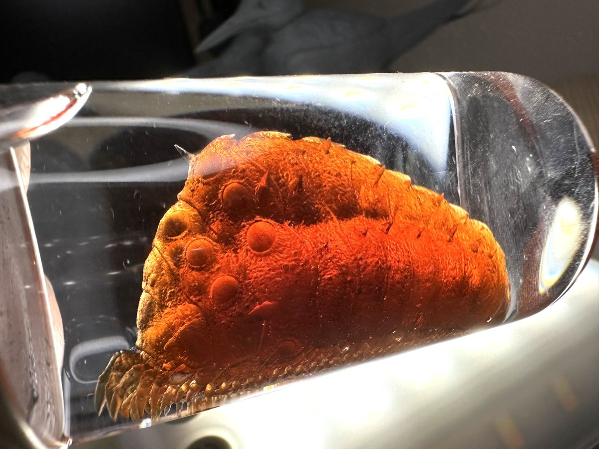 neweyear's tweet photo. #風の谷のナウシカ #風の谷 #風之谷 #王蟲
#Nausicaa #NausicaaotheValleoftheWind #Gadfly #phrozen #3dprinting #3Dprinting https://t.co/7LHcIsHAPP