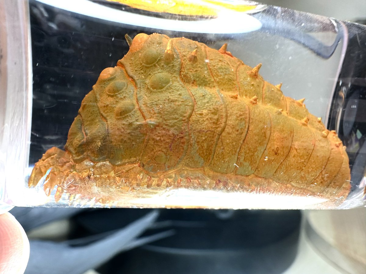 neweyear's tweet photo. #風の谷のナウシカ #風の谷 #風之谷 #王蟲
#Nausicaa #NausicaaotheValleoftheWind #Gadfly #phrozen #3dprinting #3Dprinting https://t.co/7LHcIsHAPP