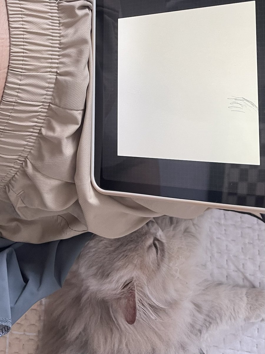 how can you get anything done living with a fluff ball like this