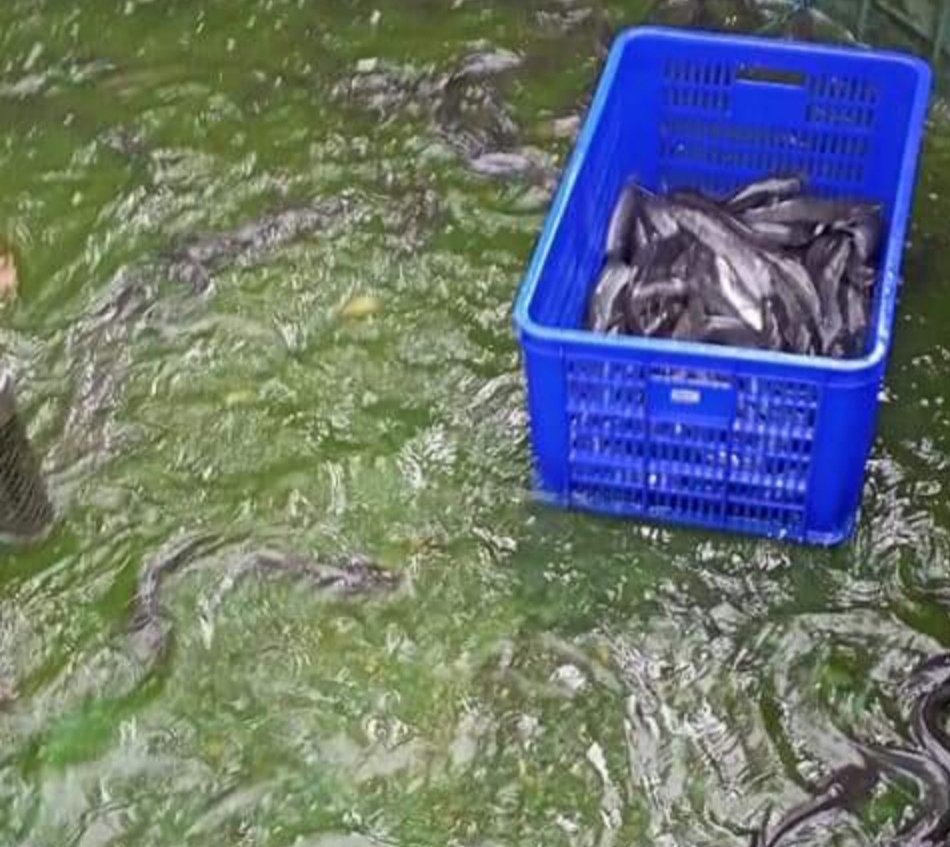 RRayusyam's tweet photo. Rabu(21/08)Romy Rayusyam Luhkan Kab Bone Bolango,berada dipokdakan Hidup baru desa bandungan,panen ikan lele sebanyak 32kg dengan harga jual 18.000/kg
#Giatluhkansatminkalbitung
#Luhlapor #Produksi
#KabBoneBolango https://t.co/O8xaJ2R2fY