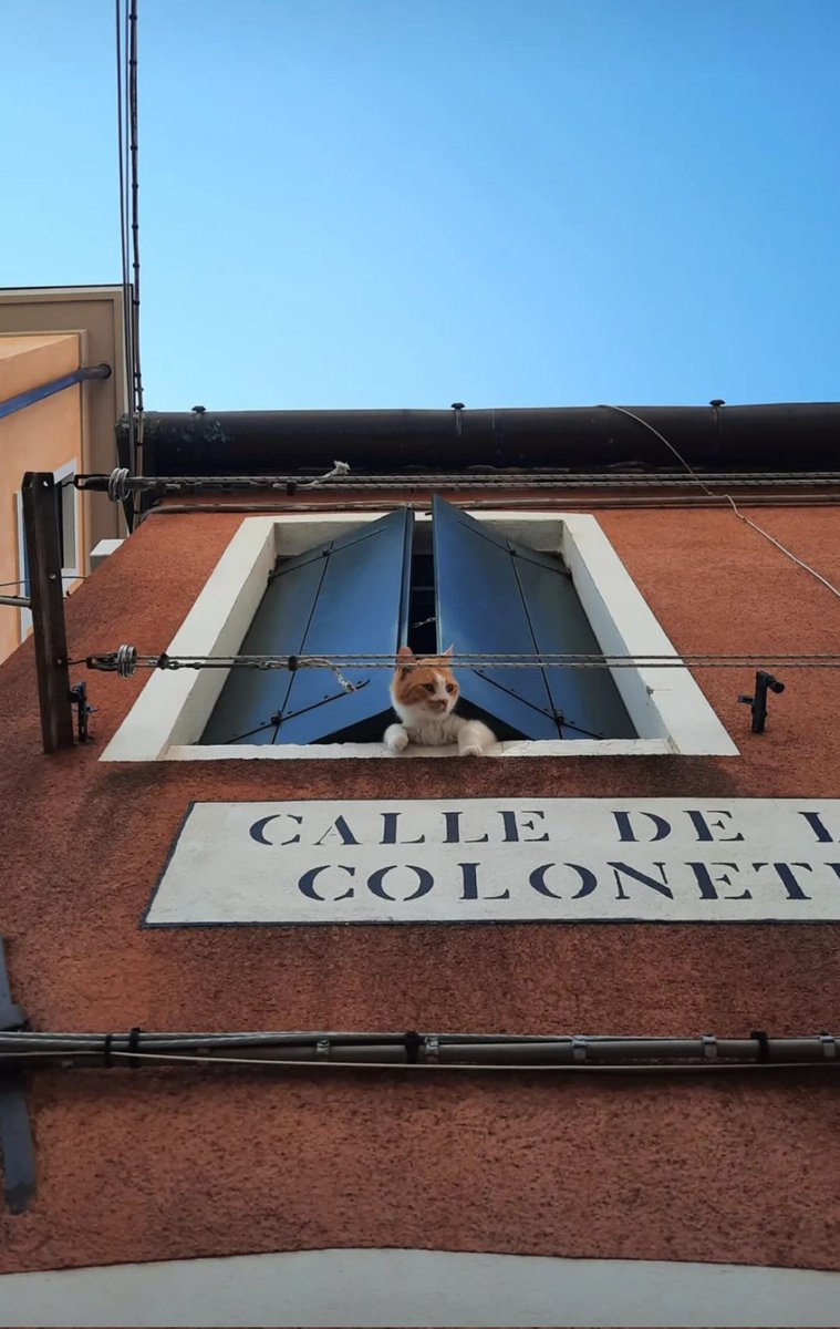 Finalmente...un po' di tranquillità 🤣🤣🤣 Venezia 😸😸😸😸