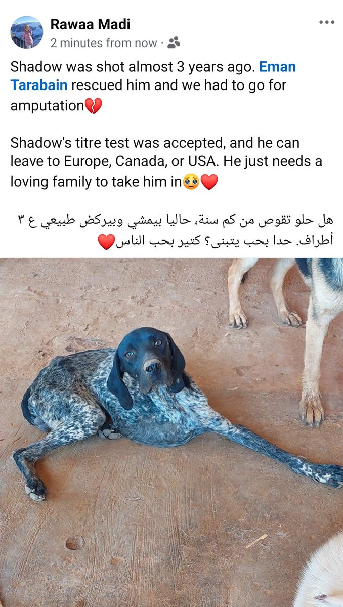 Help us find him a home🥺❤
