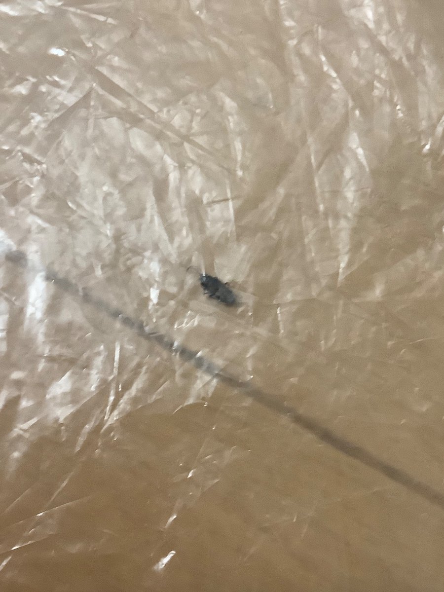 メルカリで nico さんが販売中
 jp.mercari.com/user/profile/3…

この出品者から商品買ったら
梱包材使わず
テープで止めず
箱がぱっくり開いて
箱に埃とチリと虫が入った状態で届いた
出品者梱包不備にも関わらず過失を謝罪もせず
返品も応じない
悪質出品者

購入検討する方は気をつけて！

#メルカリ