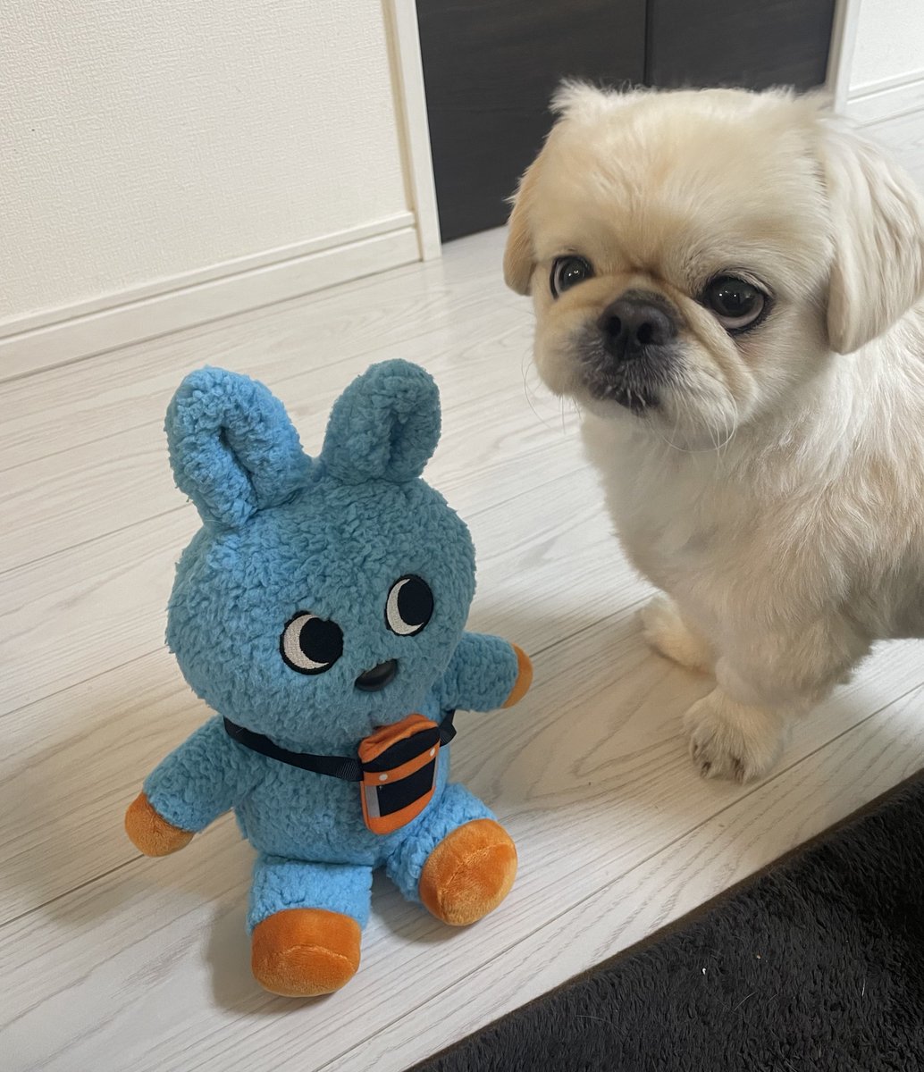 🐙ペキニーズのとろろ🐙 on X