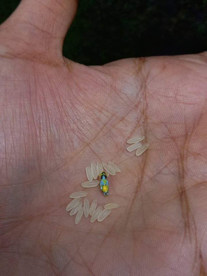 AnuSatheesh5's tweet image. Shri Krishna painted in Rice grain