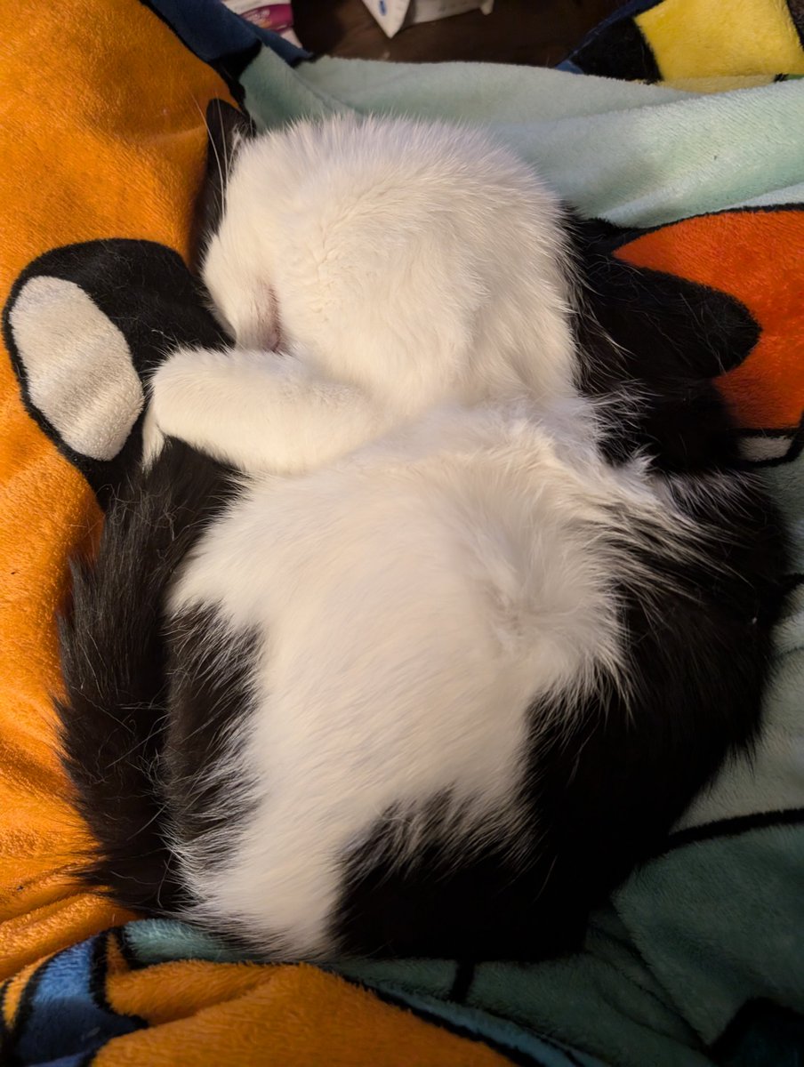 alphonsecat's tweet photo. ammonite https://t.co/iLCVioTVPa