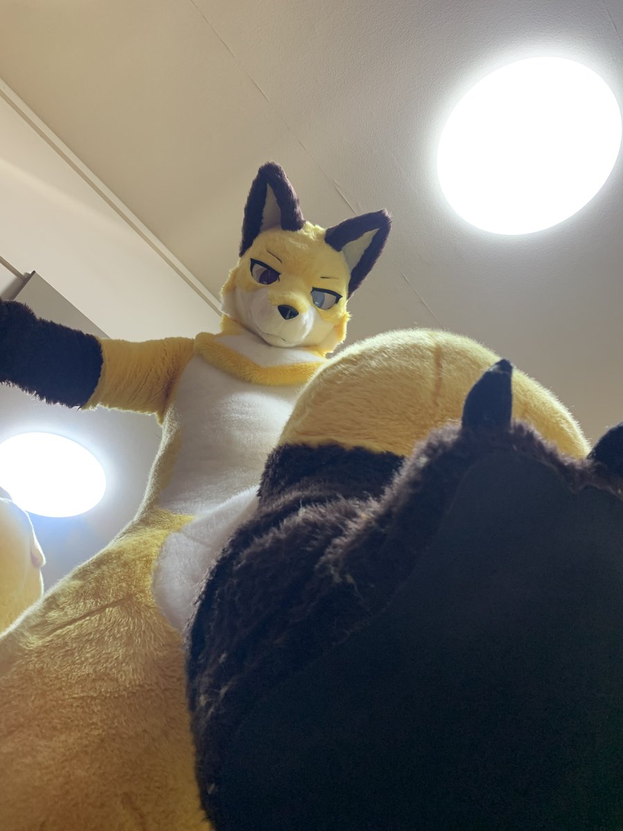 Thor_5858's tweet photo. #FoxEveryday https://t.co/UgPntQQjAQ