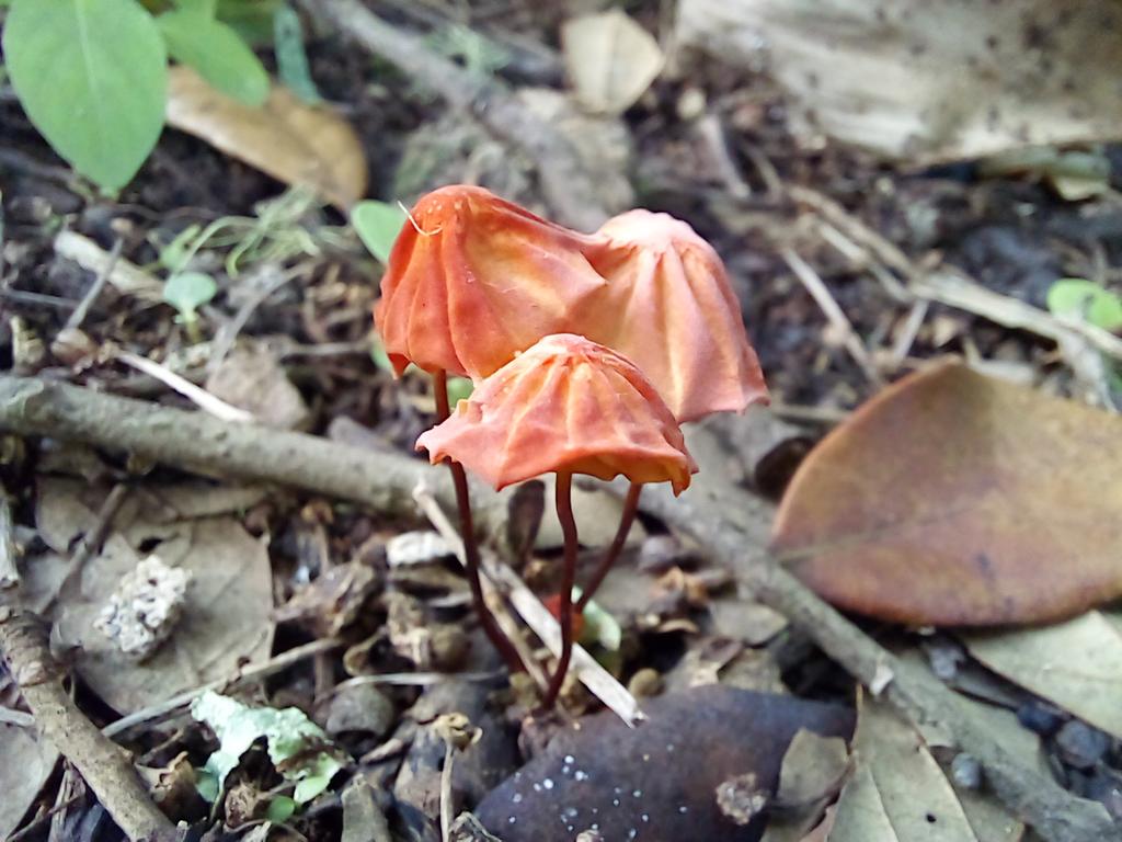 Belici0sa76's tweet photo. Hola, @Fungi_Cosas
Me encontré a estos enanitos 🧡
Saludos. https://t.co/hj9RK1rdrt