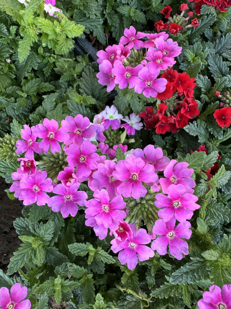 EckardsGarden's tweet image. Colourful Verbena in our centre court this week adding their sparkle to the #springvibe at #ecjardsgarden