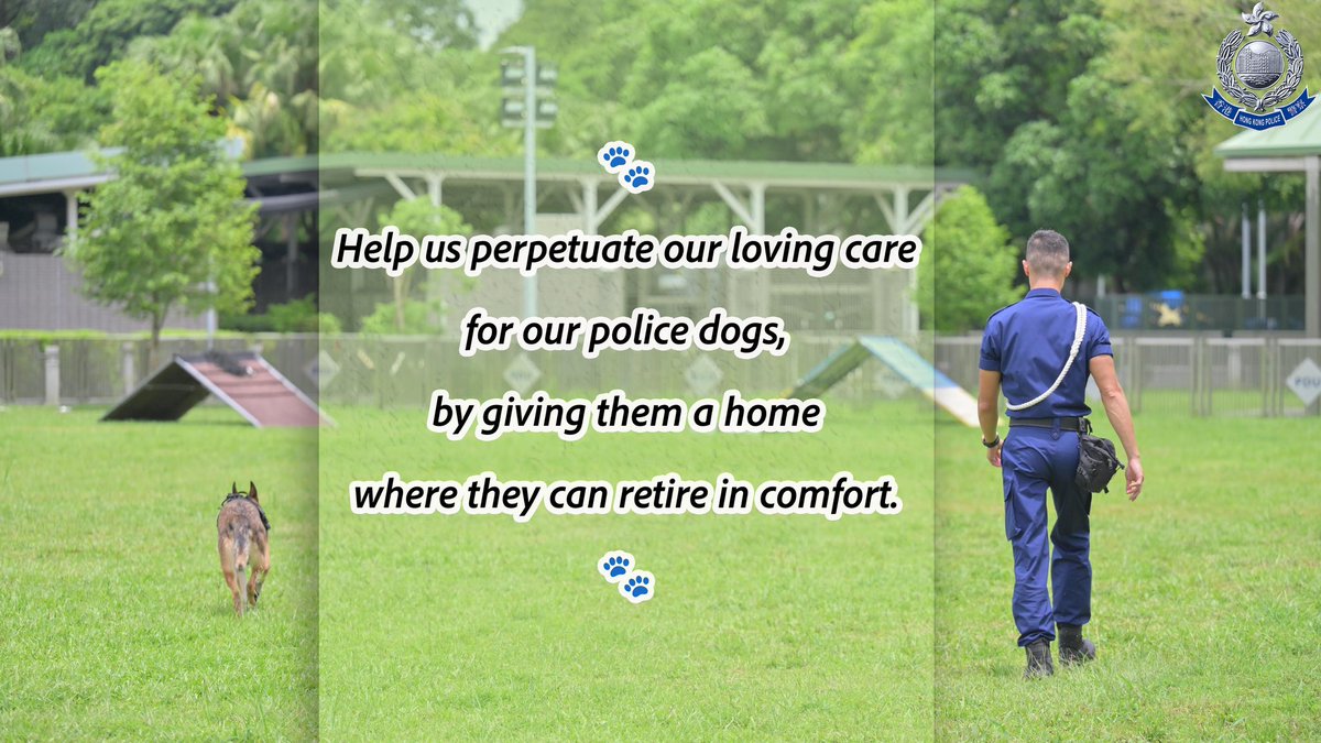 hkpoliceforce's tweet photo. #RoofForEveryWoof🐶
For ¾ century—our #PoliceDogUnit’s nurtured countless #K9s to protect🇭🇰
Like police officers—#PoliceDogs’ tenure will come to a glorious end🫡
Did you know retired K9s are often adopted by their👮🏻♂️👮🏻♀️handlers—but citizens can also become their adoptive families?
🐾🐾🐾🐾🐾🐾🐾🐾🐾🐾
Currently—hundreds of millions of #StrayDogs are roaming our world.
For the past 2 decades—the 🌍#InternationalDogDay🐶 has been raising awareness of the importance of improving the well-being of our 4-legged friends 🐕🦮🐕🦺
To mark the 20th anniversary of the International Dog Day today, which coincides with the 75th anniversary of our #PoliceDogUnit this year—#HKPF would like to call on citizens with a heart of gold as well as pure love for dogs to consider adopting our retired #K9s, who had been safeguarding and serving our city devotedly, so as to give them a loving home that they truly deserve—as a way to take the lead in giving more pooches in our world a home 🏡🐶💕
🐾🐾🐾🐾🐾🐾🐾🐾🐾🐾
🐶 To learn more about our dedicated #Police Dog Unit, please visit:
https://t.co/p8bqsrVgkV
🐶 To learn more about the details, including the eligibility rules regarding the noble mission to adopt #PoliceDogs, please visit:
https://t.co/tQ70zcf7r4
🐾 ADOPT | NEVER ABANDON 🐾