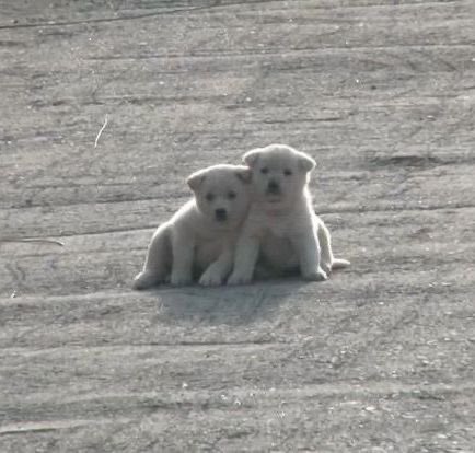 26 สิงหาคม เป็นวันหมาโลกขอให้หมาทุกตุวมีความสุข กินอิ่ม นอนหลับ เก่าแค่ไหนคนก้รัก