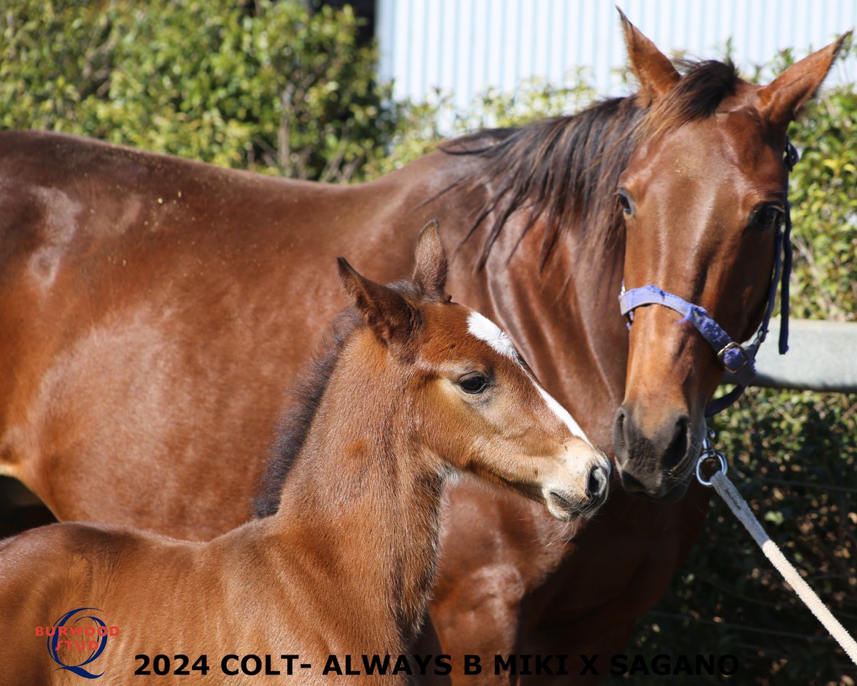 Burwood Stud (@studburwood) on Twitter photo Foal number 7 has arrived!
This handsome colt is by ALWAYS B MIKI out of SAGANO for <a href="/TRButtRacing/">Tim & Riley Butt Racing</a> <a href="/Alabarfarms/">Alabar Farms</a> Foal number 7 has arrived!
This handsome colt is by ALWAYS B MIKI out of SAGANO for <a href="/TRButtRacing/">Tim & Riley Butt Racing</a> <a href="/Alabarfarms/">Alabar Farms</a>