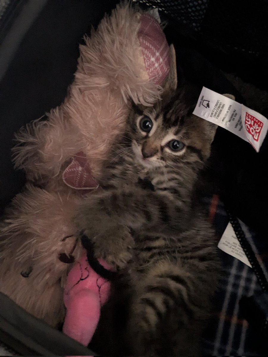 trin__star's tweet photo. @sharkbaitprints This is how small he was when I got him. And the teddy bear is named Patrick https://t.co/axTntKIXIE