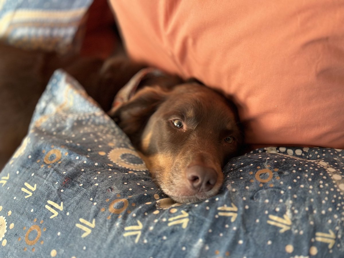Happy #InternationalDogDay to our beautiful ‘working’ dog Maliki!