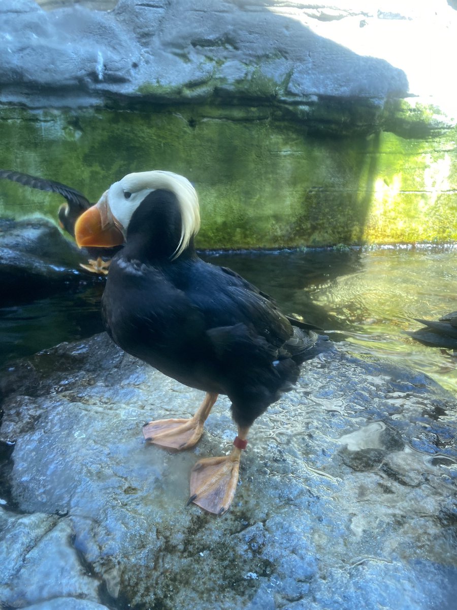 ZooNationOrg's tweet image. We heard some INSANE tea about this Puffin at the @SeattleAquarium  #puffin #homewrecker lol we want answers lol
