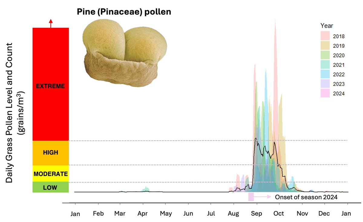 This is the time of year for tree pollen to be produced in abundance around the Canberra region.

Cypress pine and Pinus sp. pollen seasons begin in late July and mid August, respectively.

Some people experience hay fever as a result of high pollen counts in the air at this time