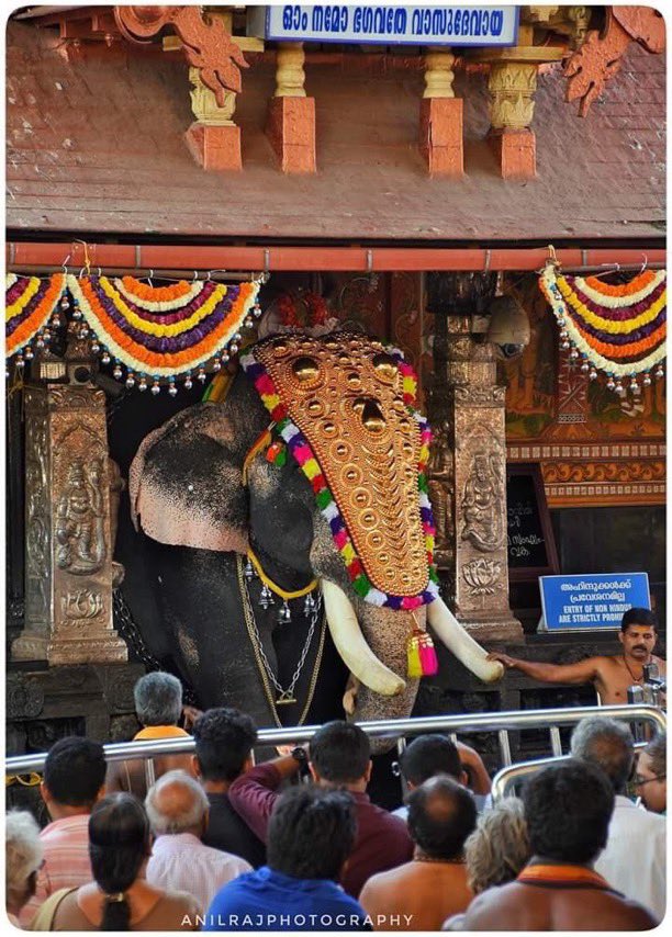VarierSangitha's tweet image. 🚩Guruvayur Shri Krishna Temple owns 56 elephants that have been donated by devotees.
Decorated splendidly, they carry Bhagwan during temple rituals &amp;amp; festivities.
They live in Punnathur Kotta - a large elephant sanctuary,home to the largest population of male Asian elephants 🚩4
