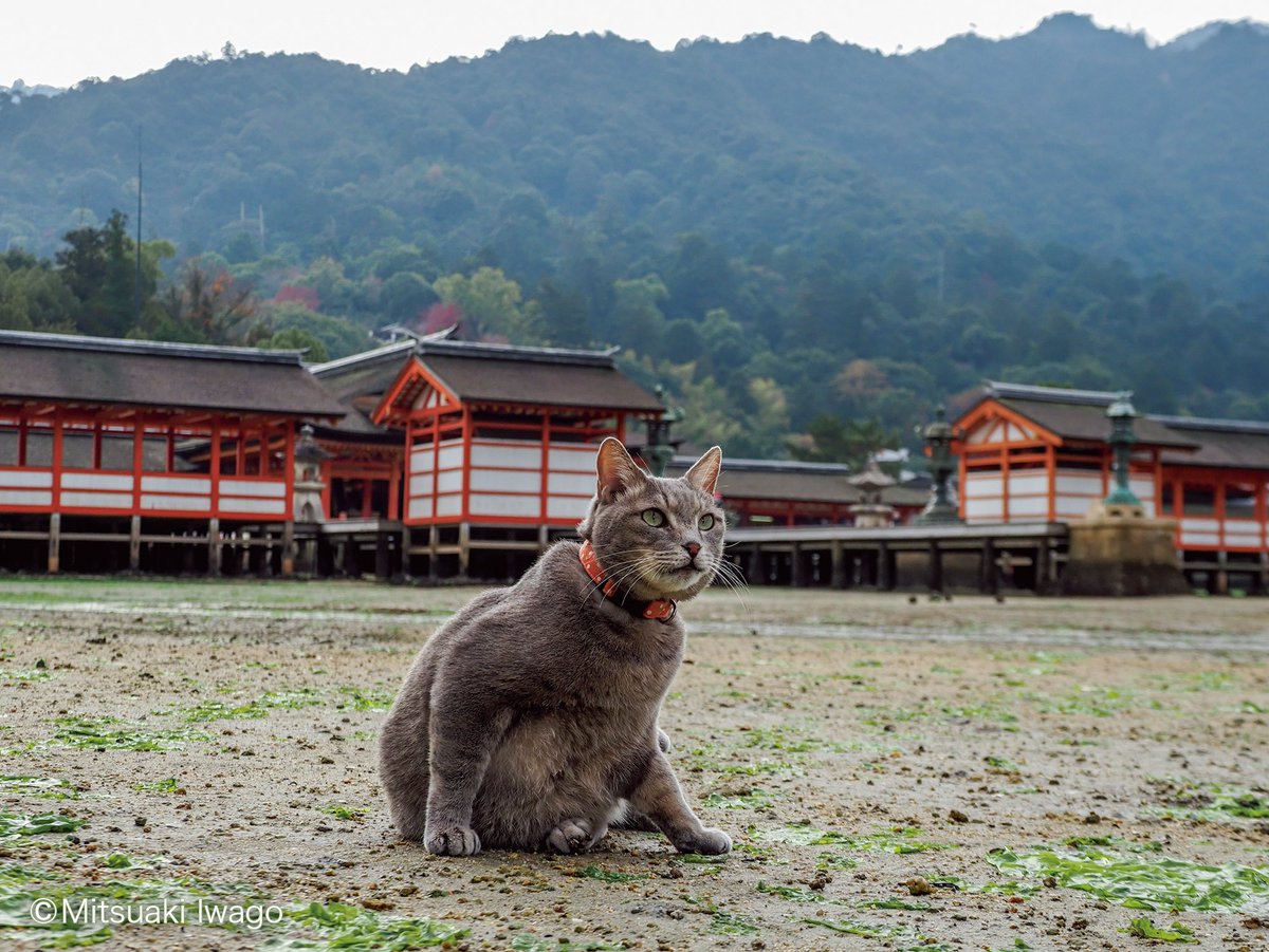 nihonnekoaruki's tweet photo. 福屋 八丁堀本店での写真展も明日が最終日です🐾
閉場時間が早まりますのでご注意ください。
※最終日は16時30分最終入場、17時閉場となります。
皆さまのご来場をお待ちしております♪
https://t.co/lGyrCaCLJf https://t.co/QPwnS2jtzt