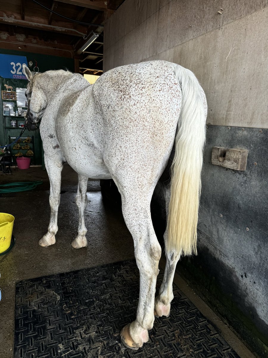 ZeNridingclub's tweet photo. 先日誰かに尻尾を切り取られてしまったゼンブラ園長😖馬の尻尾はこのシーズンアブ🪰、ハエを追い払う重要な働きをしていますから尻尾を切られたらそれをする事が出来ません。誰が何の目的でこんな事をするのでしょうか？💦💦
器物破損として警察に届け出させて頂きます。 https://t.co/yvkAcFHucp