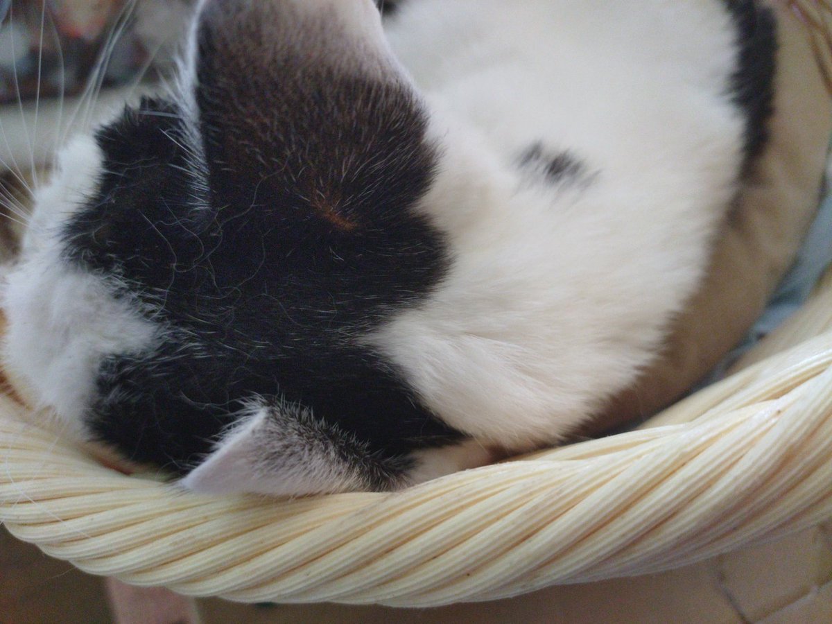 ミクちゃん
今朝亡くなりました

お耳が丸くてかわいーミク

ほんとに最後までトイレにも行って頑張ってました😭
これから火葬です