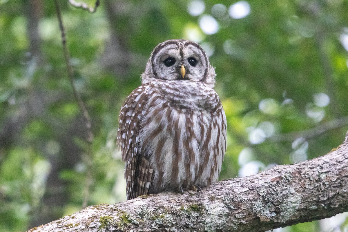 Back working on August / September gull photos on the Pacific nw coast (Vancouver Island), for my Flickr. Bonys, Caly, Glauc-winged, Heermanns and Short-billed. A nice Barred Owl today and 99 sp so far.