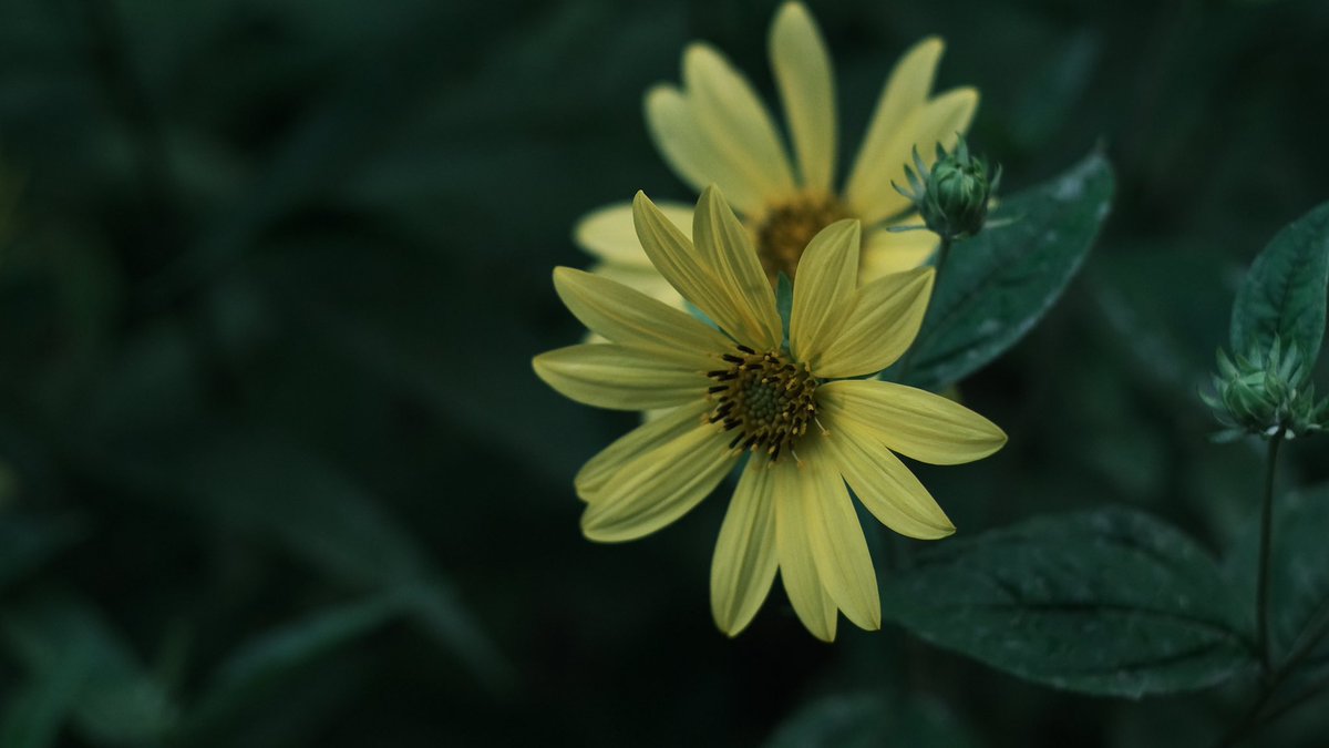 花y…ページ•*¨*•.¸♬︎ X（旧Twitter）で話題のおもしろ画像や動画 - Yahoo!リアルタイム検索