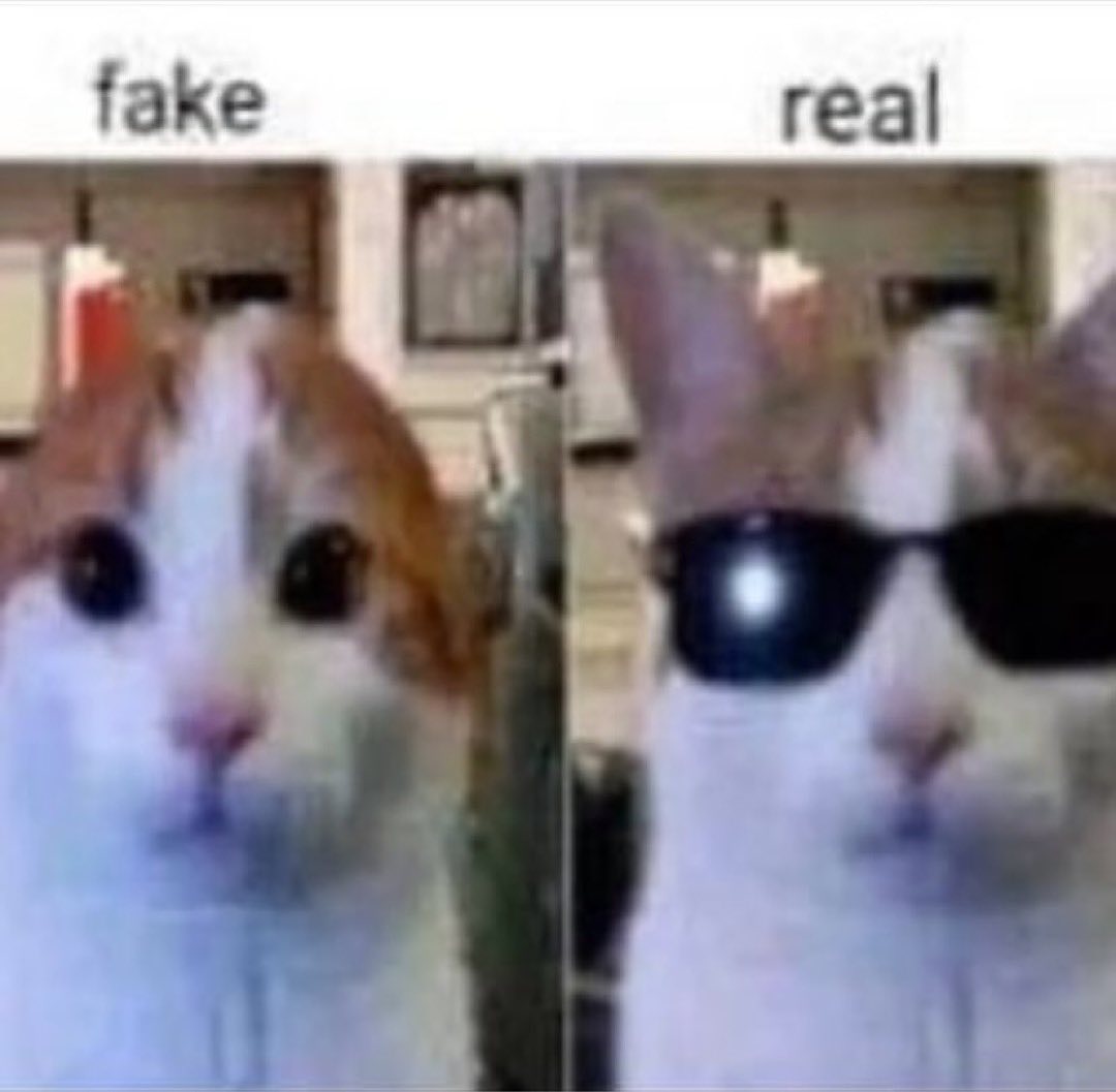 Punch Cat tweet media