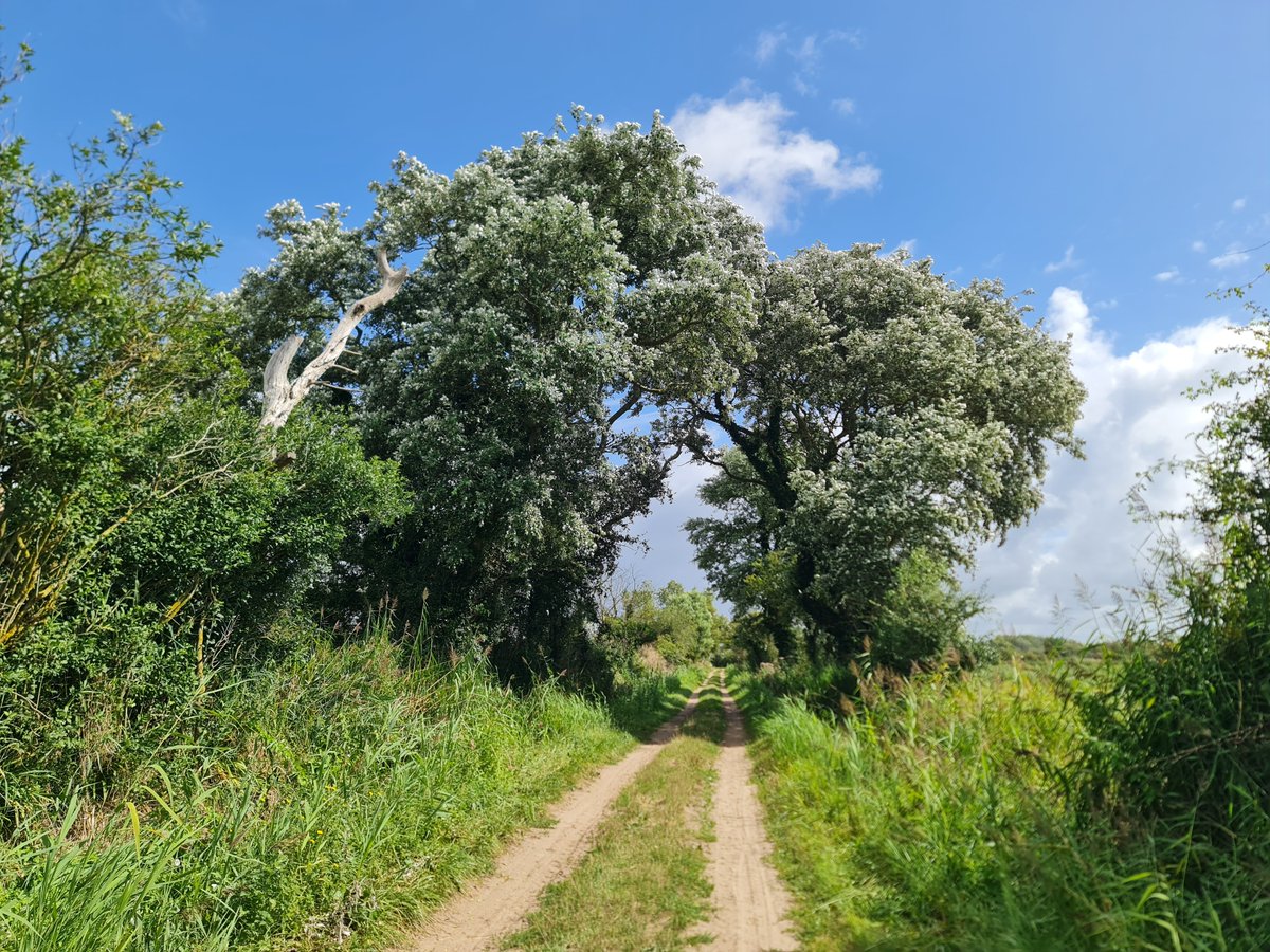 MyriamDenielTer's tweet photo. Quelques photos de ma belle Normandie pour faciliter le lever aux aurores du lève-tôt twitto. 

Je peux donner les localisations pour celles et ceux qui voudraient y faire une escapade !

#cotentinunique https://t.co/XA1M2SgQkE
