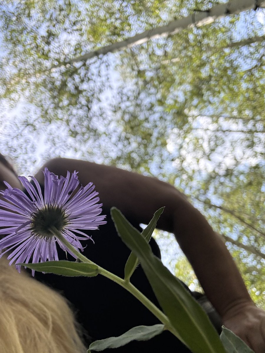 naturelover247's tweet image. A beautiful stroll in the woods today. Always the perfect way to clear your mind…#gettinglost #comefindme #forestfreedom #BeautifulWorld