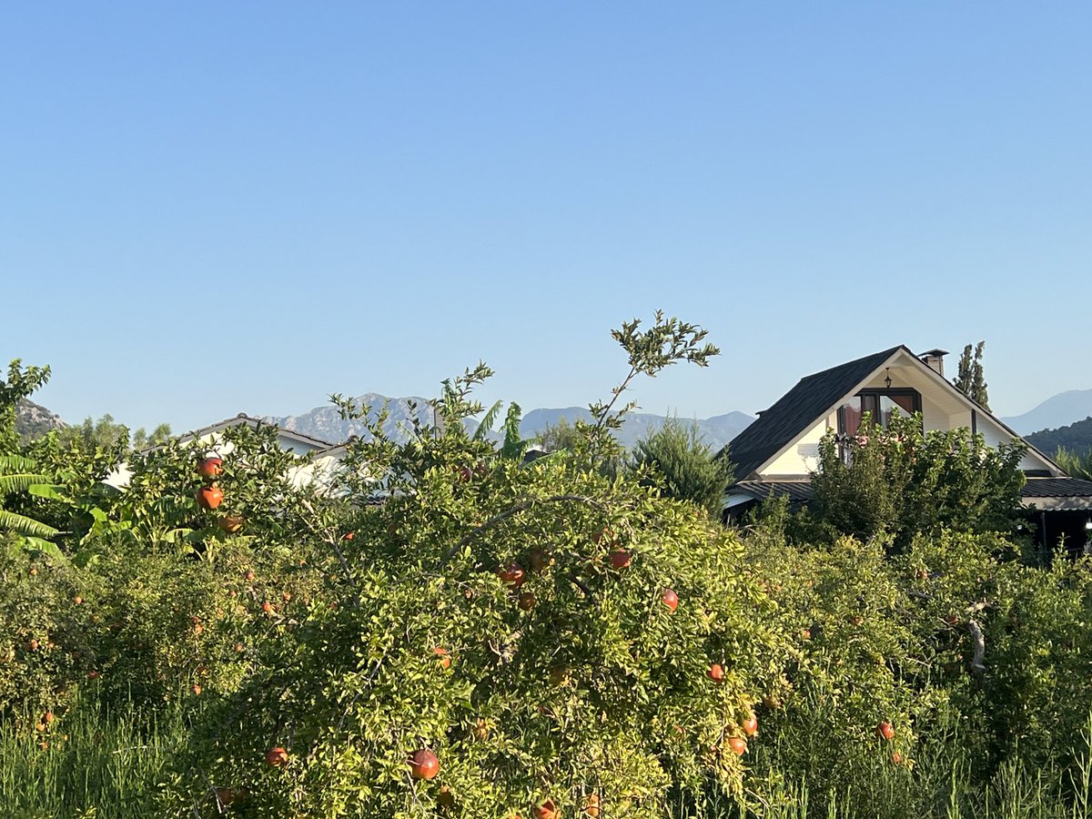 Özge Demet tweet media