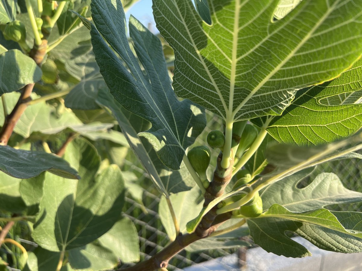 Özge Demet tweet media