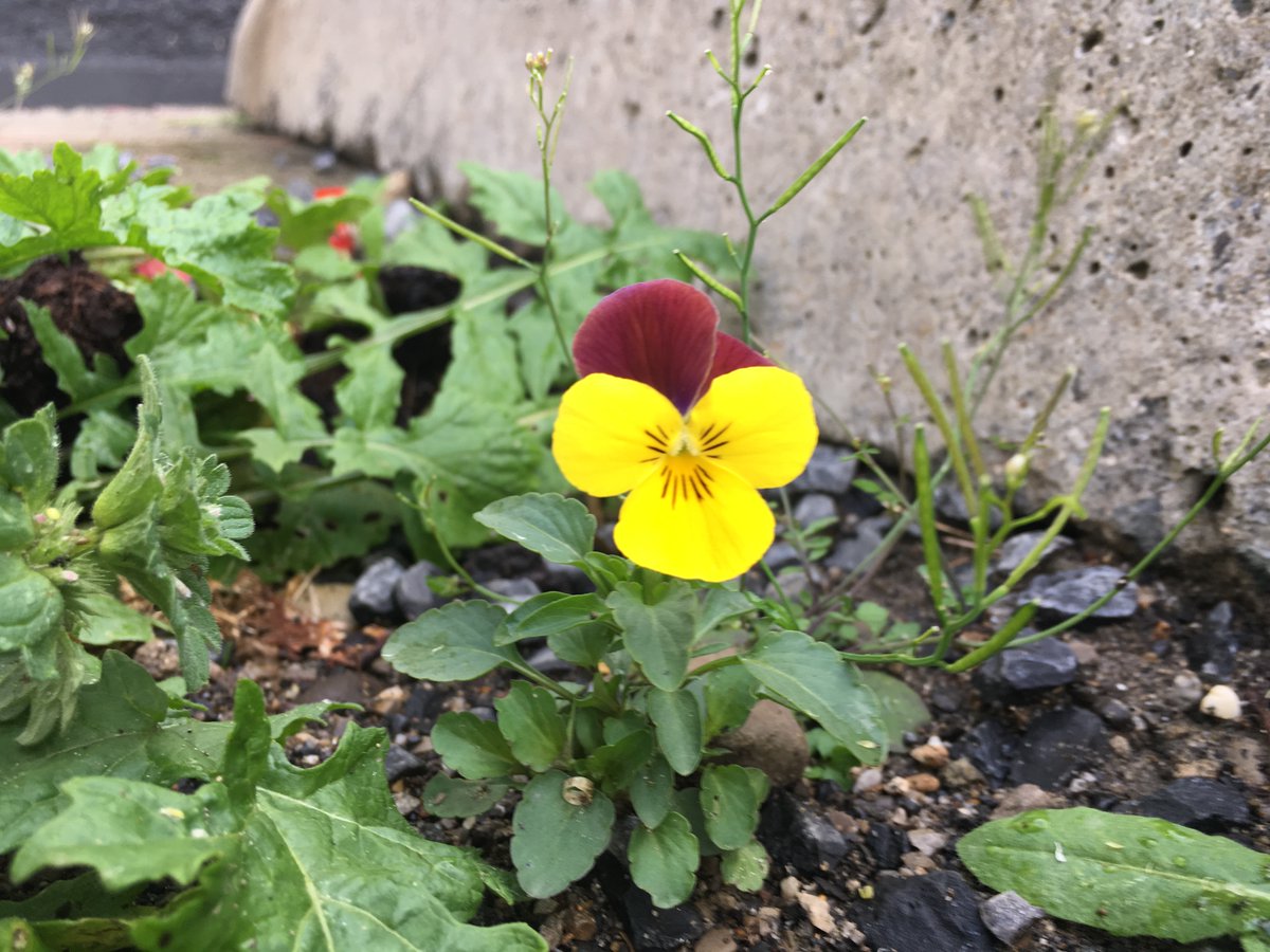 Proud day for us all! 
The first PhD paper for Natalia Rodriguez Castañeda is now available: Exploring the restorative capacity of urban green spaces and their biodiversity through an adapted One Health approach: a scoping review.  sciencedirect.com/science/articl… #ERCCoG #TrinityResearch