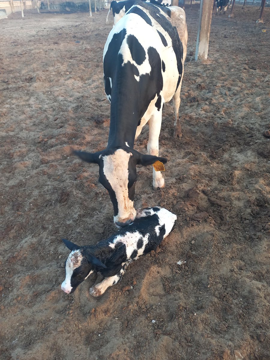 sayedkhidr7's tweet photo. maternal bond with her new baby is soo emotional 💖 https://t.co/A5znArgBVH