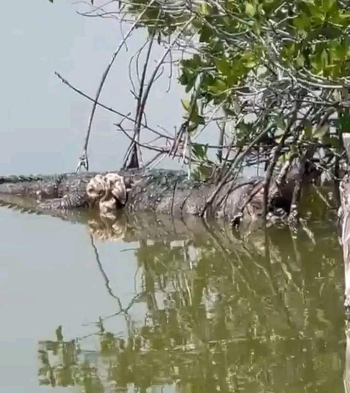 infolliteras's tweet photo. Personas desconocidas mataron a balazos con el famoso cocodrilo de la ciénega de #Progreso, #Yucatán apodado Juancho.  Le dispararon con armas de grueso calibre. Y presumiblemente fueron quienes promueven invasiones en la zona. El animal de más de 2 metros de largo, era muy conocido pues solía pasearse en calles cercanas a la ciénaga y posaba constantemente para fotógrafos profesionales y aficionados. Además de ser un tema de @PROFEPA_Mx también lo es de la @sspyuc y @fgeyucatan Lamentablemente esa ciénega está condenada a desaparecer como todo entre Mérida y Progreso por el crecimiento urbano. Un desastre ambiental y social.