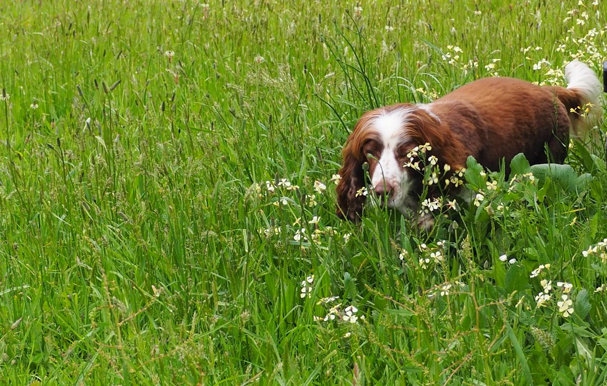 redhilltruffles's tweet photo. Happy #internationaldogday Our fabulous truffle hunting dogs give us good cause to celebrate the day - without them truffles would be hidden treasures forever. This special hunter was a rescue dog. #truffledog #rescuredog #workingdog #companiondogs #assistancedogs #lovedogs https://t.co/CQjOPwZ0fM