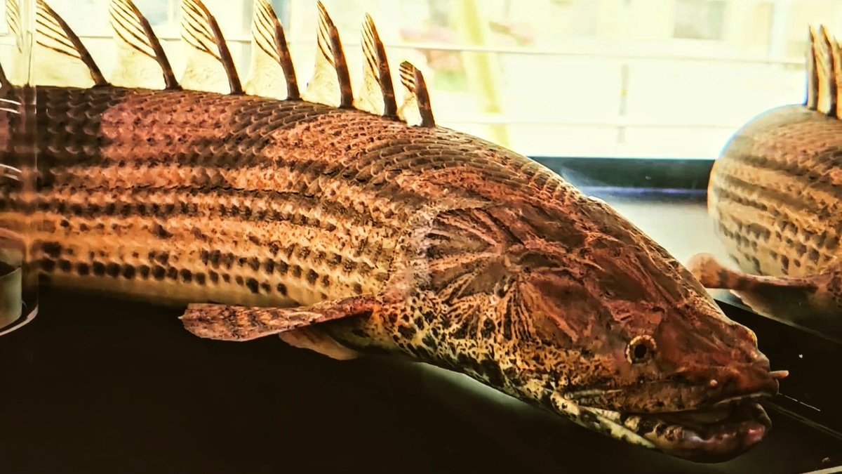 MYT16972770's tweet image. ラプエン(サンカラニ川産)62cm
迫力あって恐竜みたいです😄
この子何気に会社ではアロワナを越して１番人気です✨
#AQUASTYLEG
#Polypterus