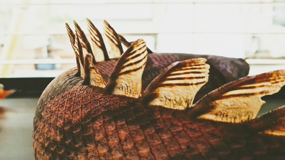 MYT16972770's tweet image. ラプエン(サンカラニ川産)62cm
迫力あって恐竜みたいです😄
この子何気に会社ではアロワナを越して１番人気です✨
#AQUASTYLEG
#Polypterus