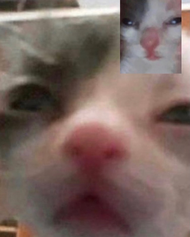 Punch Cat (@punchingcat) on Twitter photo 