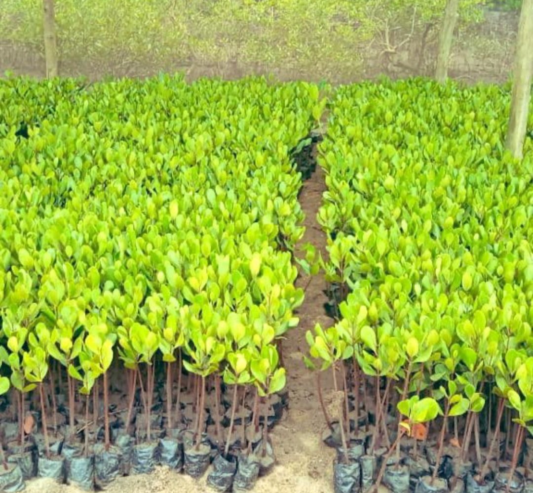 Mangroves Restoration