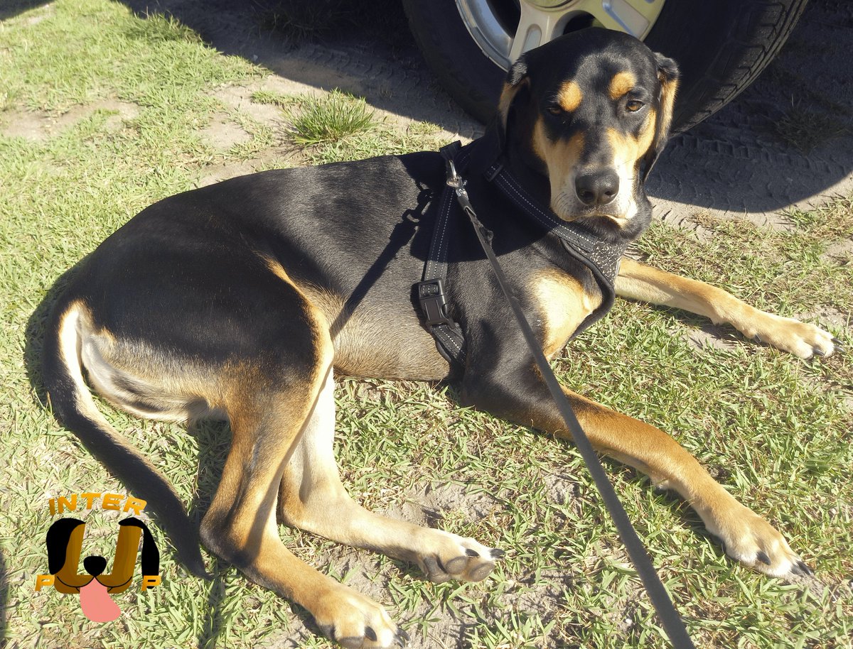 InterPup's tweet photo. This is my 'I'm not moving' pose. Try and beat it. | James Bean
#InterPup #JamesBean #Puppy #Pup #Dog #PuppyPictures #Beagle #Coonhound #BlackandTan #BlackandTanCoonhound #doggy #pet #mydog #doglover #pupper #bark #spoiled #dogstagram #dogsofinstagram #puppiesofinstagram https://t.co/iT91b9ZjDD