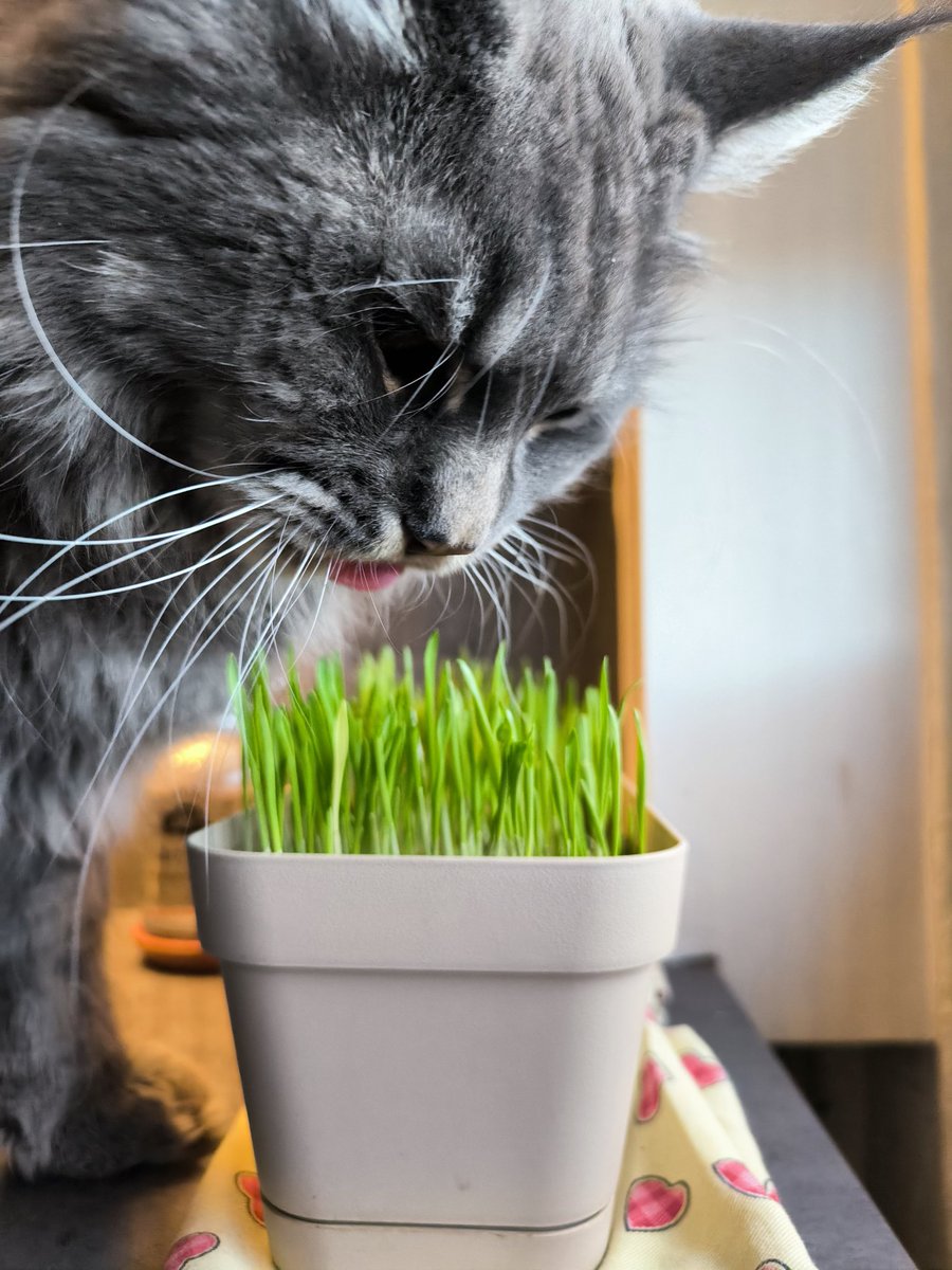 Good morning ppl 
My grass is growing super fast
#cats
#catlover
#catlife
#catoftheday
#instacat
#kitty
#meow