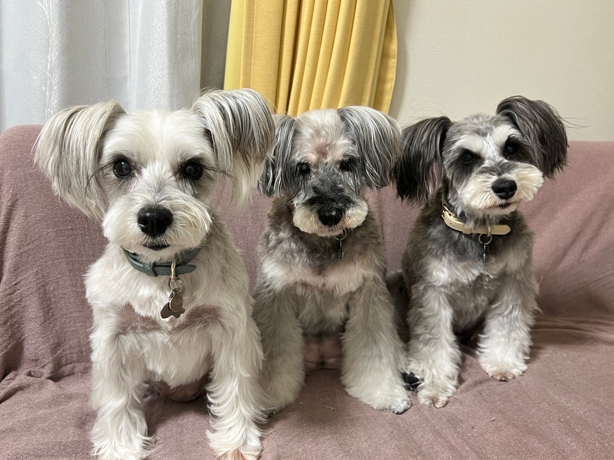 ev_tokyo's tweet photo. 今日は世界犬の日

毎日が世界犬の日みたいな気分
という講師もEVにはいます

For some of our teachers, 
every day feels like World Dog Day.

#犬好きさんとつながりたい #英語学習 #勉強垢と繋がりたい #英会話 https://t.co/bvtaaFlDQI