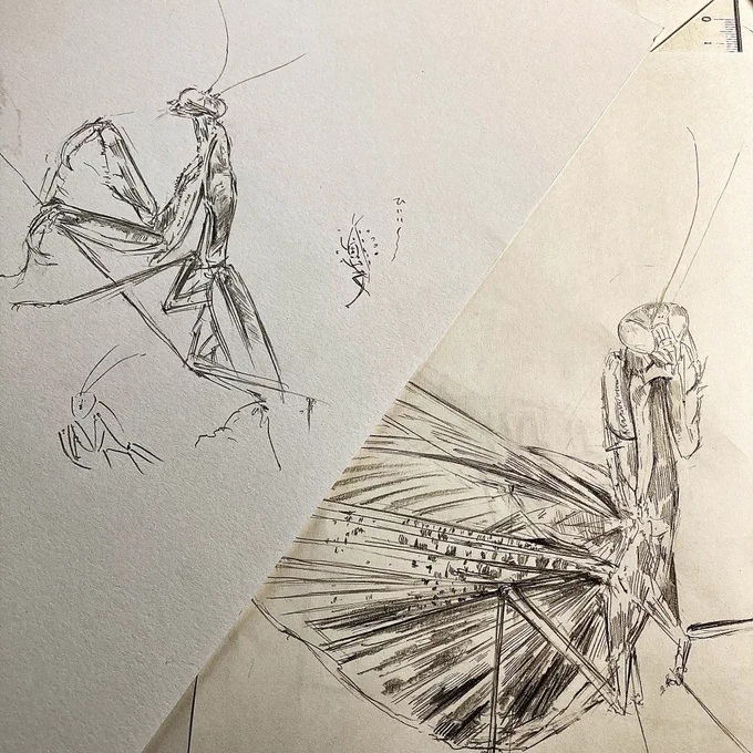 カマキリ描きました🐞。