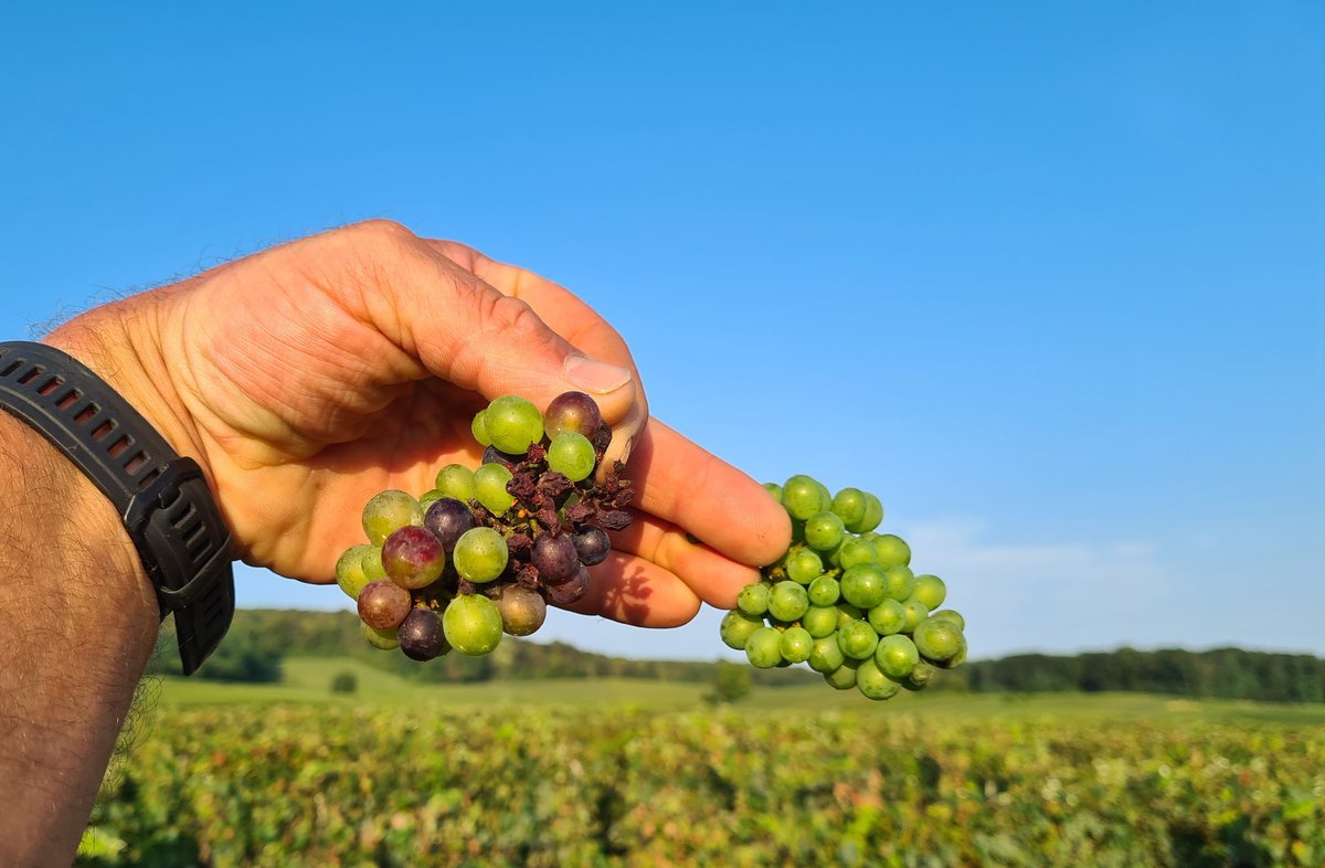 benoit51390's tweet photo. Mildiou, coulure, millerandage... (échaudage?).
Elle est belle cette campagne 2024!😤
#Champagne
📍#Vrigny 📍#Lhéry
📌#LesCumines 📌#LesMonets
🍇#Meunier 🍇#Meunier https://t.co/eE0OY88GQv
