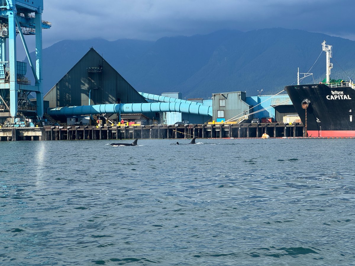 CreativeTroy's tweet image. Orca pod casually heading under the Lions Gate Bridge today

@MyVancouver @VIAwesome @VancouverSun @CTVVancouver @vanmag_com @CBCVancouver