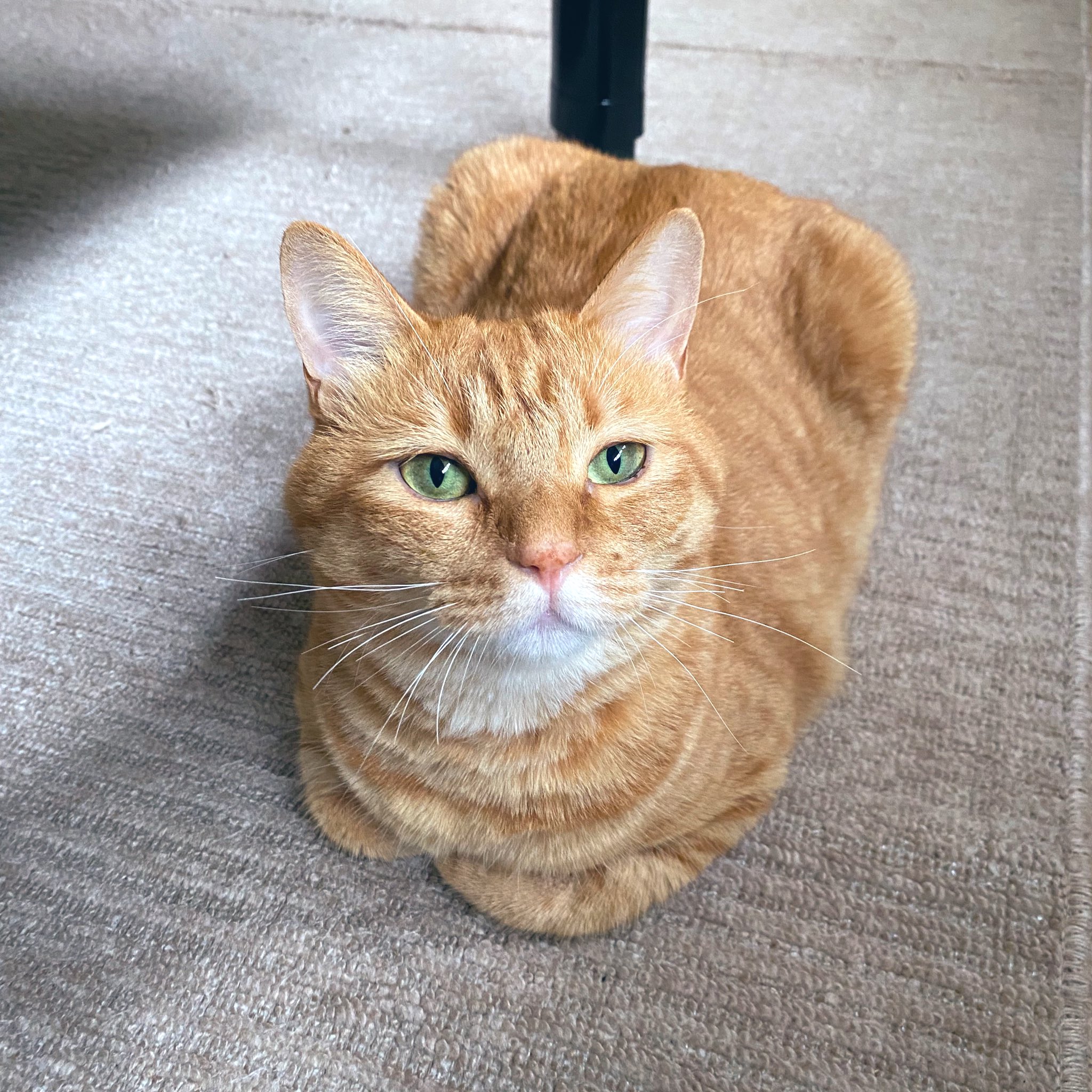 鯖とら様　確認用 鯖とら様確認用