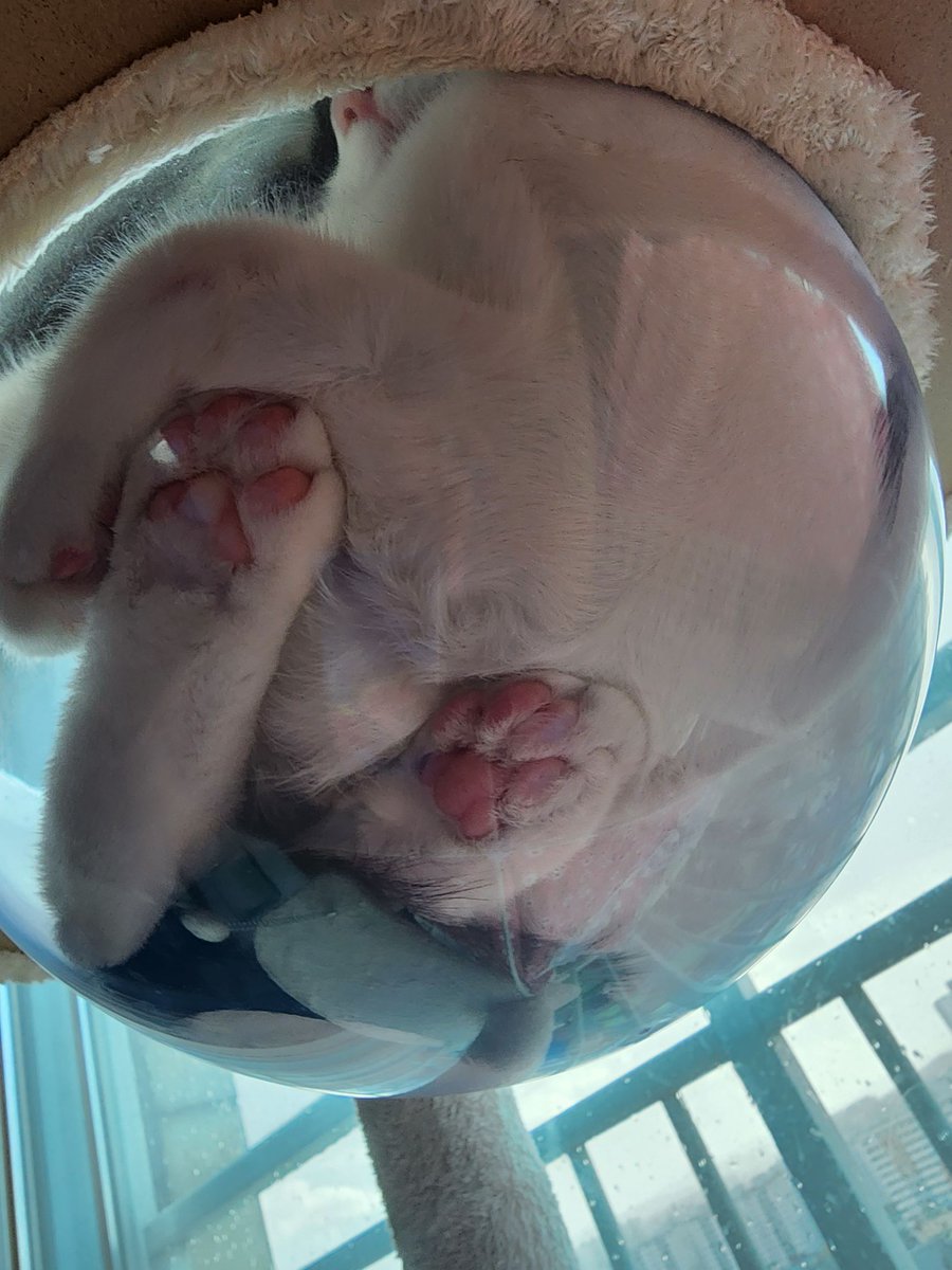 チャンさん (@chansan_0215) on Twitter photo 